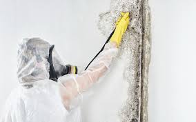 Asbestos and Lead Testing During Mold Inspection in Louisville, CO